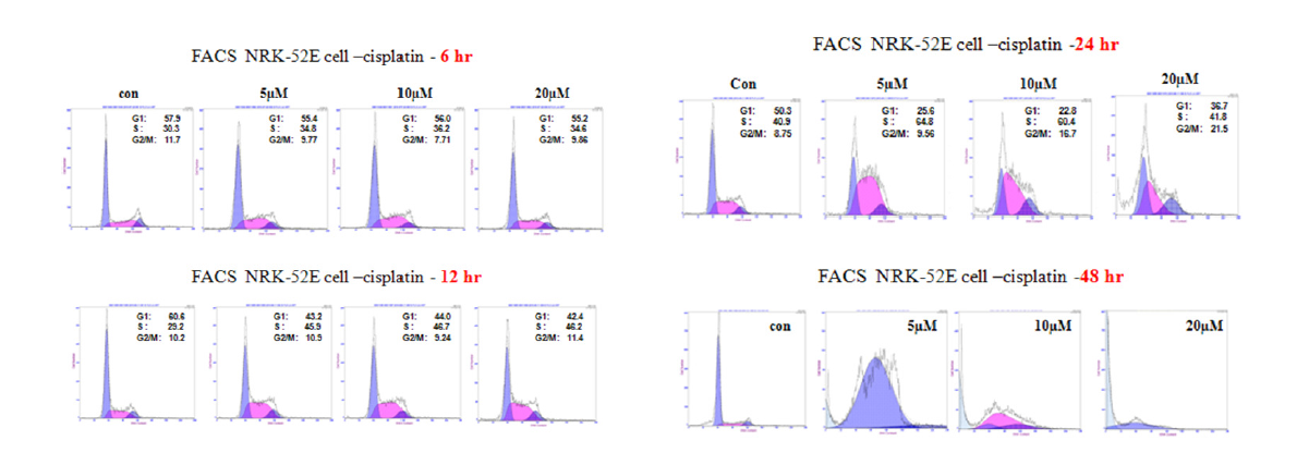 NRK-52 cell에 cisplatin을 처리한 후 cell cycle에 미치는 영향