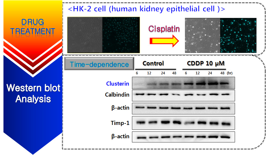 Cisplatin을 처리한 HK-2 cells에서 신장독성 지표인자의 발현에 미치는 영향