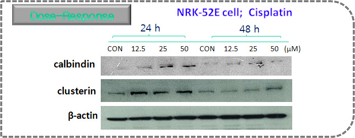 Cisplatin을 처리한 NRK-52E cells에서 신장독성 지표인자의 발현에 미치는 영향