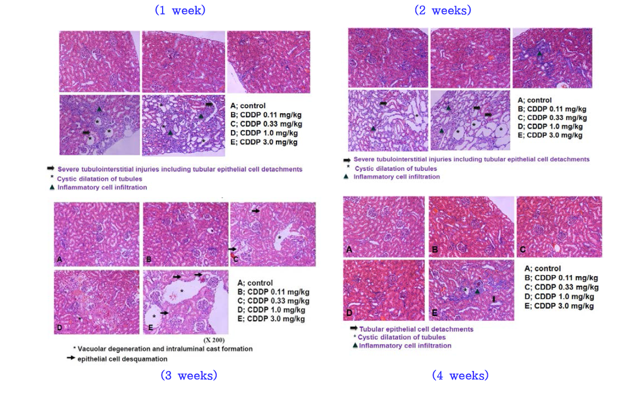 Cisplatin을 투여한 Sprague-Dawley rats에서의 신장의 조직학적 소견 변화