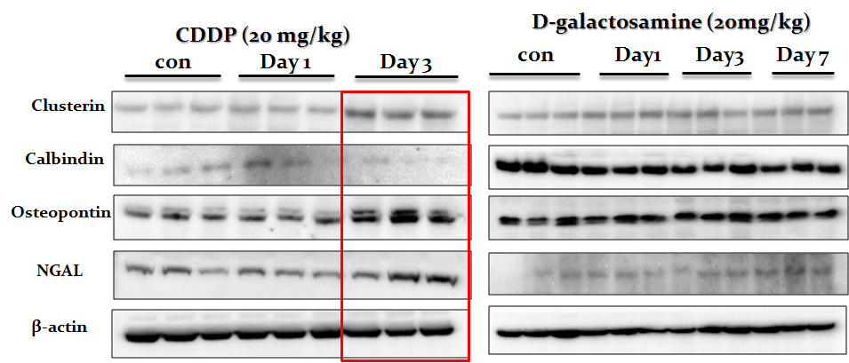 Cisplatin 및 D-galactosamine을 투여한 신장에서 신장독성 biomarker의 발현에 미치는 영향