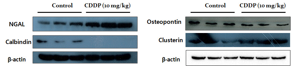 Cisplatin (10mg/kg)을 투여한 rats에서의 신장독성 지표인자의 발현 변화