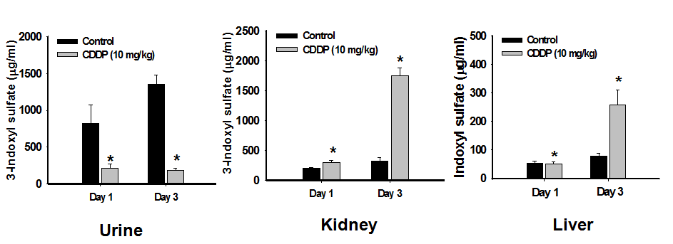 Average concentrations of 3-indoxyl sulfate in the urine, kidney, and liver of Sprague-Dawley rats treated with cisplatin