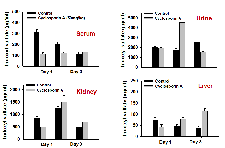 Average concentrations of 3-indoxyl sulfate in the serum, urine, kidney, and liver of Sprague-Dawley rats treated with cyclosporin A