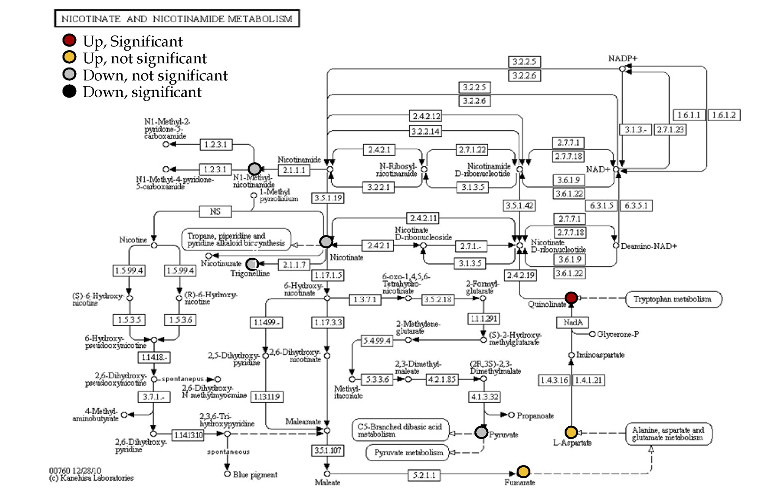 Cisplatin-induced metabolites pathway analysis utilizing the KEGG dataset