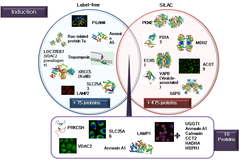 Label free quantification과 SILAC에 의해 발현이 증가 단백질 동정