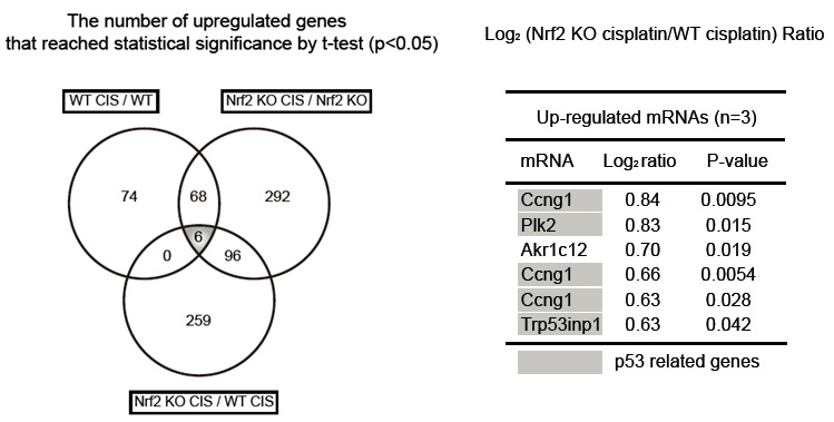Microarray analysis in cisplatin-treated Nrf2 KO mice