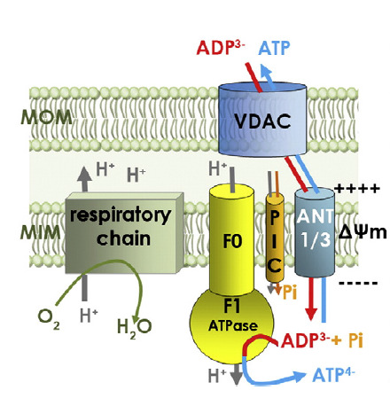 Adenine nucleotide translocator (ANT)의 mitochondrial inner membrane 내에서의 작용기전
