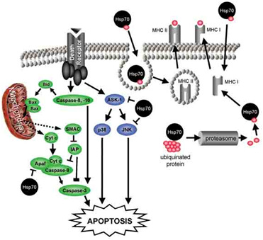 세포 사멸 기전에 영향을 미치는 Hsp70 (Gober et al., 2005)