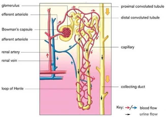 신장의 구조