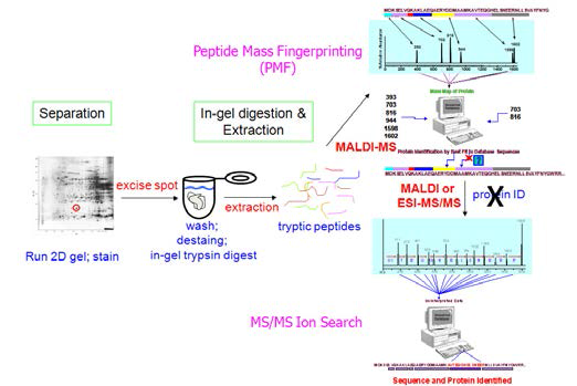 2-D PAGE와 MALDI-TOF MS를 이용한 단백질 프로파일링 과정