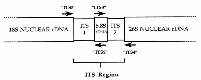 핵 ribosomal DNA의 ITS 구간의 구조 및 primer.