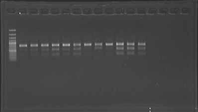 nrDNA ITS PCR 산물을 Hinc II 제한효소로 절단한 후 1.0% agarose 겔에서 전기영동한 결과.