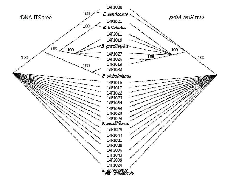 오가피 시료의 ITS(좌) 및 osbA-trnH 계통수(우). 두 유전체의 유전자 계통수간에 전체적인 양상이 상호 일치하는 것으로 나타났다