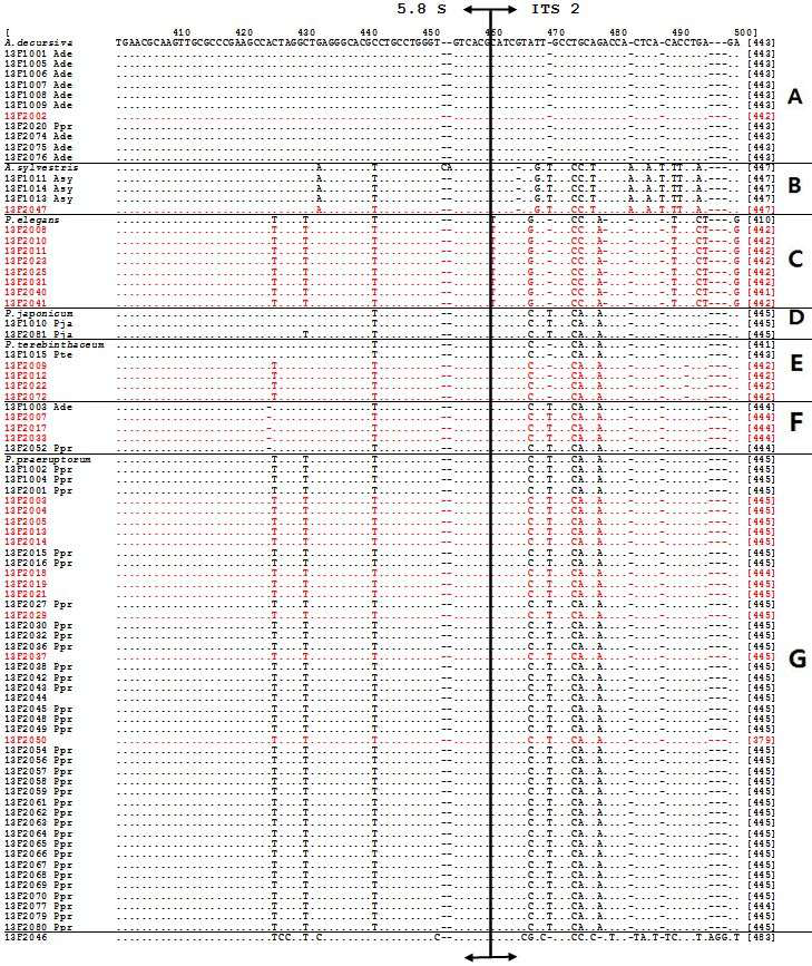 현재 분석된 85종의 시료에 대한 핵 ribosomal DNA ITS 염기서열의 정렬. 전호류 약재는 7 종류(A-G)로 나누어지며, 기원불명의 시료는(F, G) 대부분 백화전호 Peucedanum praeruptorum 인 것으로 판명되었다.
