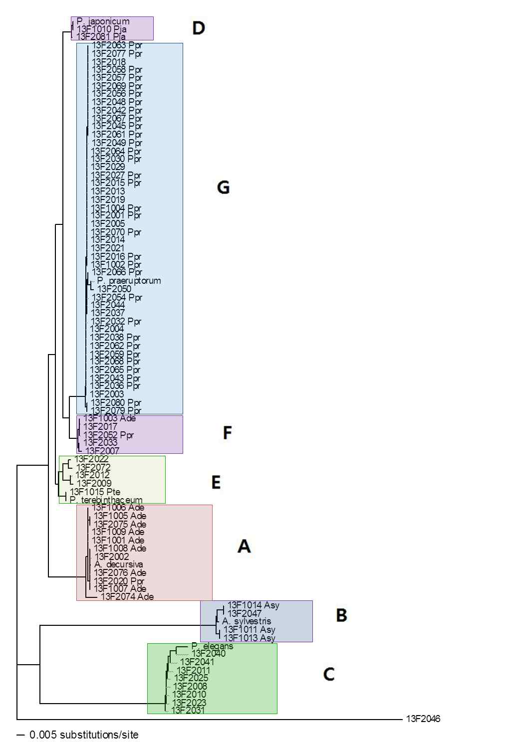 현재 분석된 85종의 시료에 대한 핵 ribosomal DNA ITS 염기서열을 이용한 계통수. 전호류 시료는 명확하게 7 종류(A-G)로 나누어진다