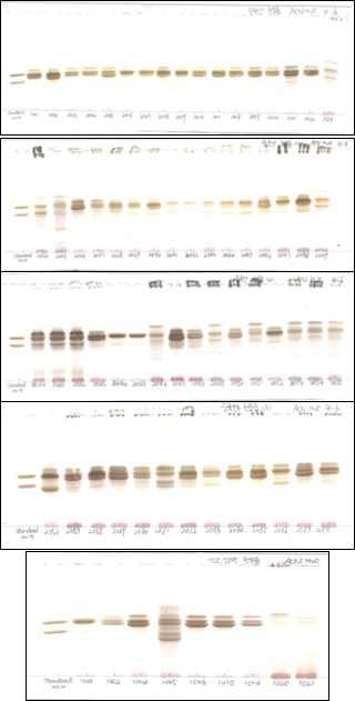 Thin layer chromatography of 71 Asparagus cochinchinensis (normal phase, color developing method using 10% sulfuric acid) (1) Aspacochioside C; (2) Methylprotodioscin