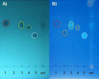 Thin layer chromatography of standards and Acanthoapancis Cortex extract on RP-18 plate