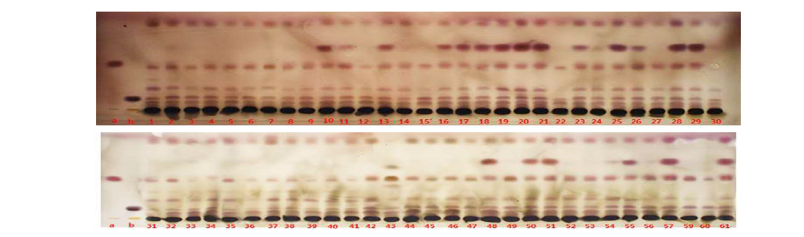 Thin layer chromatography of Adenophora triphylla var. japonica Hara. and comparative herbs samples (normal phase, color developing method using 10% sulfuric acid)