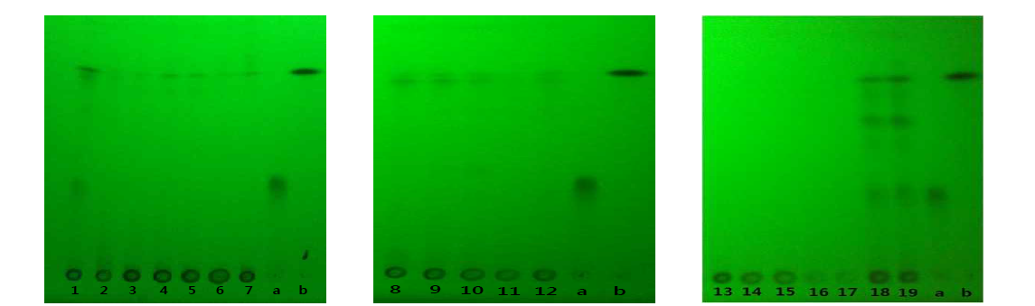 Thin layer chromatography of Cudraniae Cortex and 18 samples of Morus alba L. at 254 nm, normal phase; 1,18,19: Mori Cortex Radicis, 2: Cudraniae Cortex, 3~7: Mori Folium, 8~12: Mori Ramulus, 13~15: Mori Fructus, 16~17: 뿌리심, a. Kuwanon G, b. Morusin.