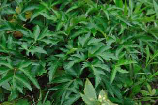 중국 當歸 Angelica sinensis (Oliv.) Diels