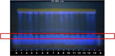 종대황의 UV 365 nm에서 TLC 형광발색 시험.