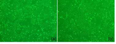 배양된 구강점막상피세포(a)와 구강점막섬유아세포(b)