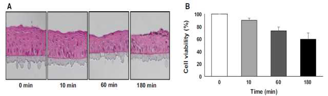 SLS 0.1% 처리시간별 cornifelin 면역조직화학적 염색 및 세포생존율