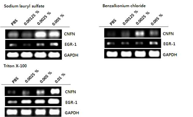 Immortalized corneal cell에 용량별 안자극 물질(sodium lauryl sulfate, benzalkonium chloride, triton X-100) 처리 후 CNFN과 EGR-1의 mRNA 발현 변화 (RT-PCR)