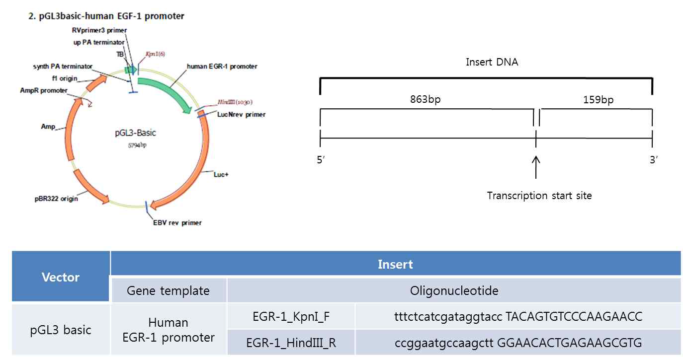 [A] CNFN luc reporter plasmid map [B] EGR-1 luc reporter plasmid map