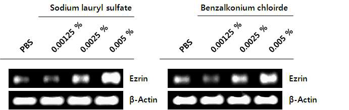 Immortalized corneal cell에 용량별 안자극 물질(sodium lauryl sulfate, benzalkonium chloride) 처리 후 ezrin의 mRNA 발현 변화 (RT-PCR)