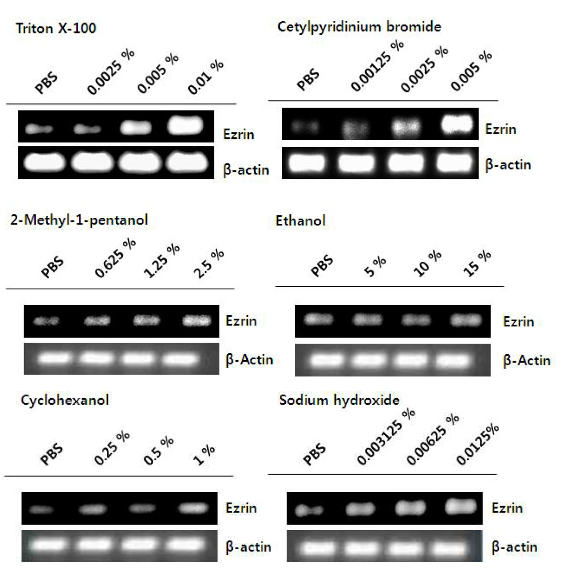 Immortalized corneal cell에 용량별 안자극 물질(triton X-100, cetylpyridinium bromide, 2-methyl-1-pentanol, ethanol, cyclohexanol, sodium hydroxide) 처리 후 ezrin의 mRNA 발현 변화 (RT-PCR)