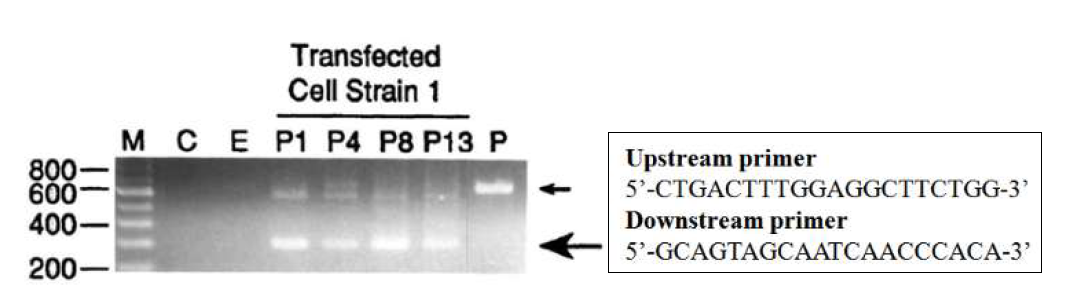 SV40 antigen mRNA 발현 및 primer sequence