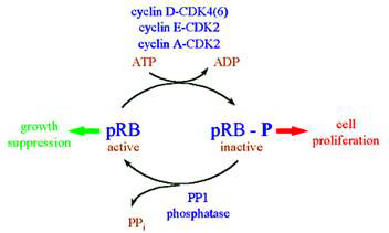 Cell cycle에 관련된 CDK4 등의 단백질 발현 과정