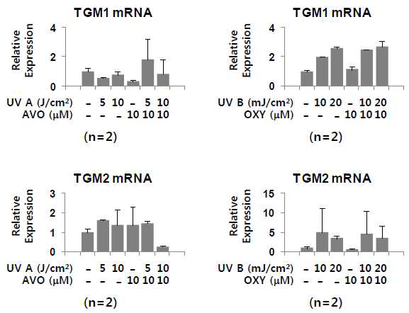 일차배양 정상 각질형성세포에서 TGM의 변화 평가 (AVO: avobenzone, OXY: oxybenzone) : Primary normal human keratinocyte에서 자외선 차단제(AVO: avobenzone, OXY: oxybenzone) 및 UV 자극에 의한 피부장벽 분화마커 TGM(transglutaminase)1, 2의 mRNA 발현 패턴을 real-time PCR로 분석함