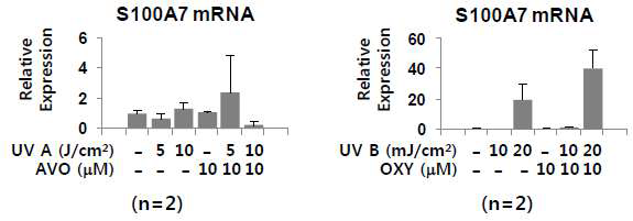 일차배양 정상 각질형성세포에서 S100A7의 변화 평가(AVO: avobenzone, OXY: oxybenzone) : Primary normal human keratinocyte에서 자외선 차단제(AVO: avobenzone, OXY: oxybenzone) 및 UV 자극에 의한 피부병변 관련 단백인 psoriasin (S100A7)의 mRNA 발현 패턴을 real-time PCR로 분석함