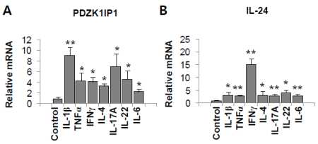 각질형성세포에서 PDZK1IP1(MAP17)과 IL-24의 Q-RT-PCR 검증