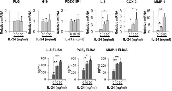 각질형성세포에서 IL-24 처리 후, DEG와 염증인자의 변화 실험