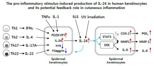 독성기전기반의 과민성/광과민성 바이오마커로서 IL-24의 가능성 요약도
