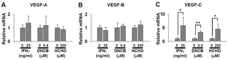 Quantitative Real Time RT-PCR을 이용한 VEGF mRNA 측정결과