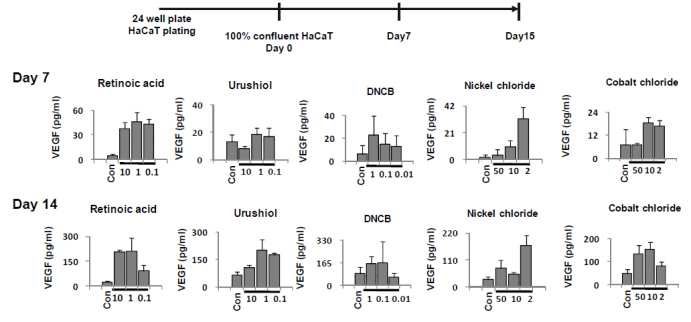 HaCaT 세포의 VEGF 발현능 평가를 위한 조건 수립 실험 결과