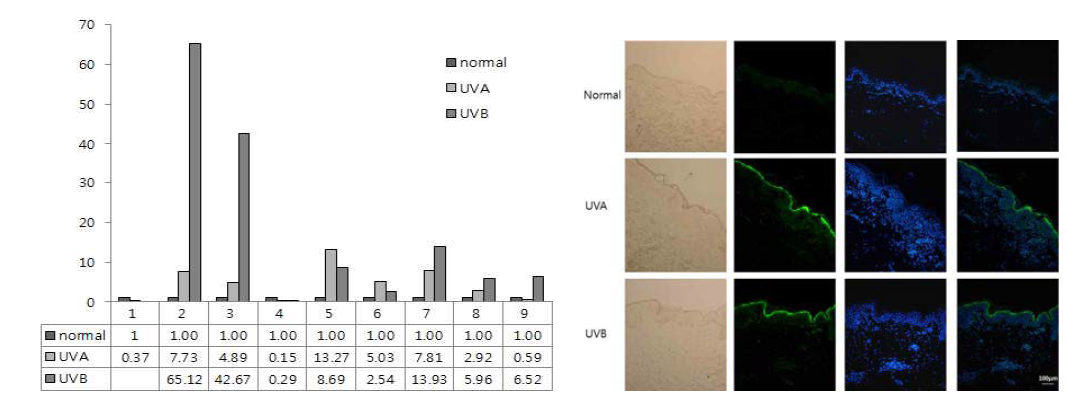최소홍반량 3배의 UVA와 UVB 조사한 피부조직에서의 elafin 발현 좌측은 real-time PCR, 우측은 면역조직형광검사 결과