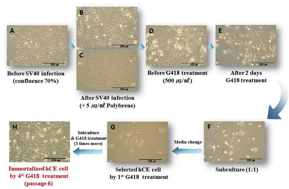 SV40 T antigen을 이용한 인체 각막세포 불멸화 과정에 따른 cell morphology 변화