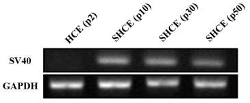 불멸화된 인체각막상피세포에서 SV40 large T antigen 유전자 발현 여부 확인.