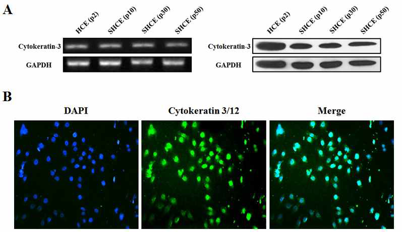 불멸화된 인체각막상피세포에서 cytokeratin-3 또는 cytokeratin-3/12 단백질 발현 확인.