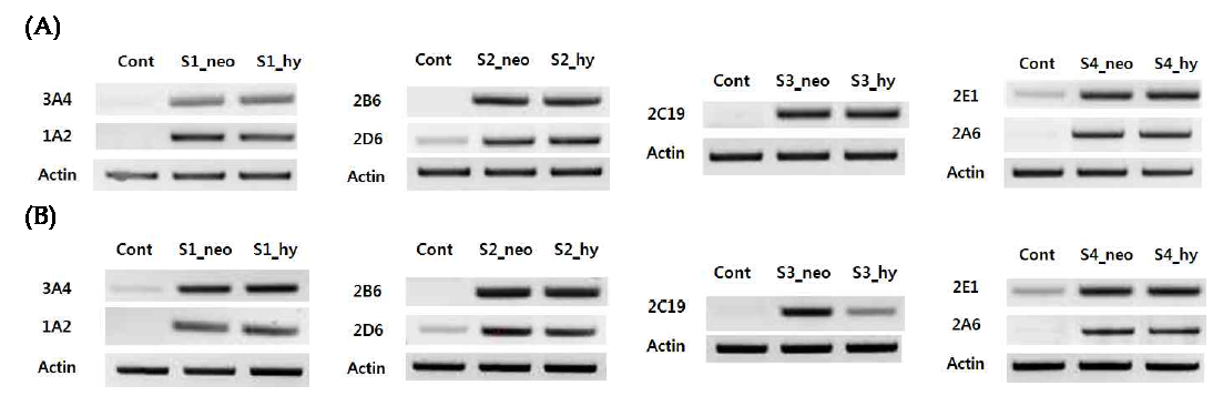 Gene expression of CYP isoforms in HepG2 over-expressed CYP isoforms by (A) transitently transfection of plasmid sets and (B) by selecting using the selection antibiotic marker