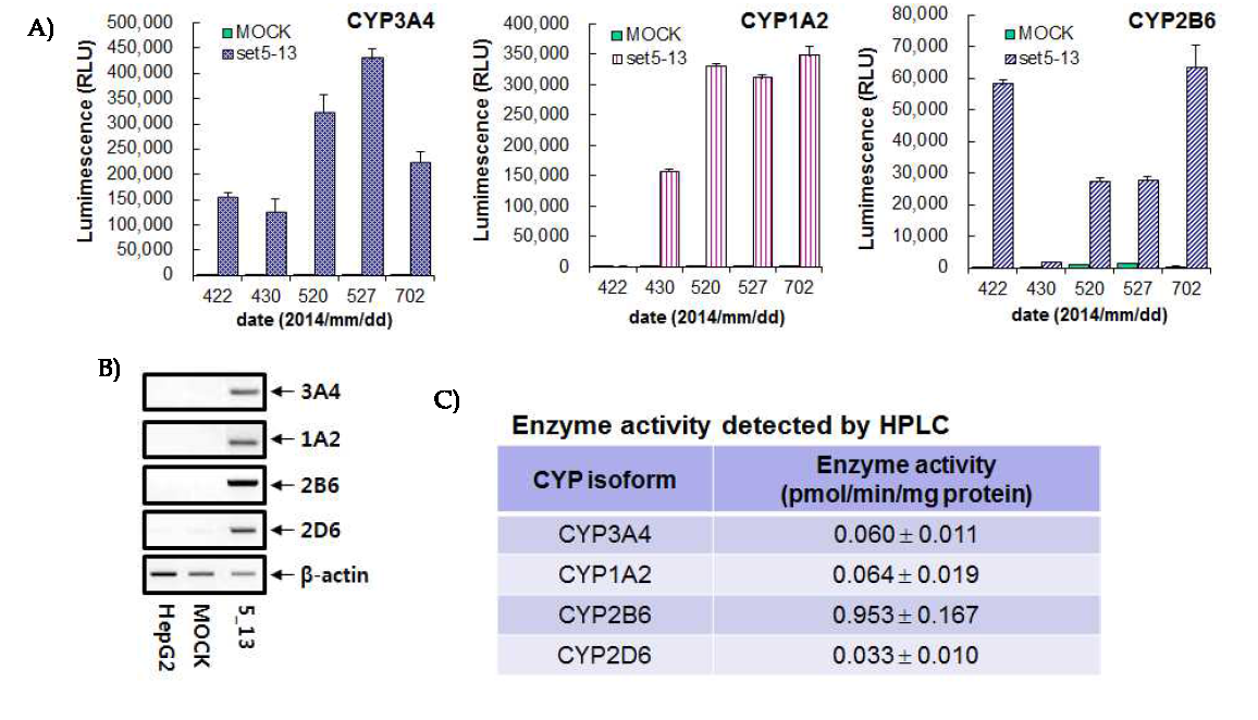 Expression and activities of CYP isoforms in HepG2/CYPs5 cells