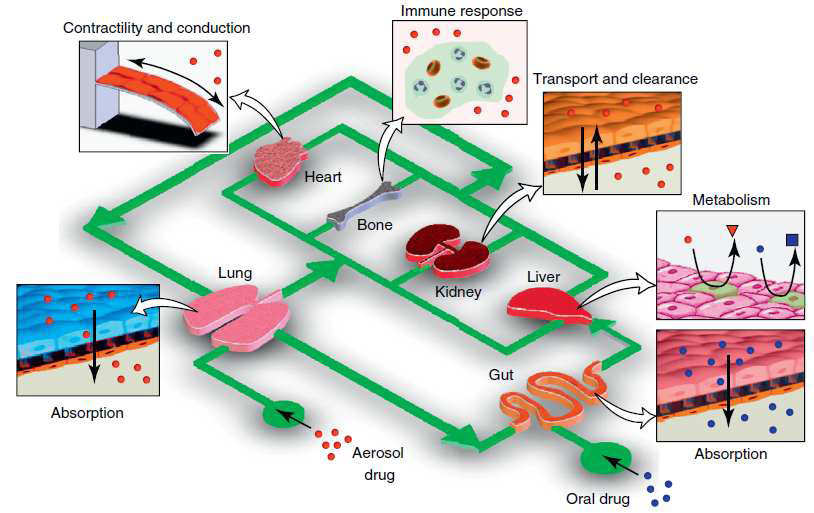 The human-on-a-chip concept