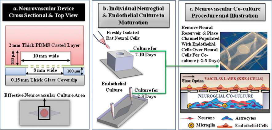 microdevice는 microporous polycarbonate (PC) membrane을 통해 vascular channel로부터 구분하여poly-dimethylsiloxane(PDMS) neural parenchymal chamber 의 vertical stack을 구성