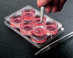 Cell culture insert model